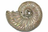 Iridescent, Pyritized Ammonite (Quenstedticeras) Fossil - Russia #336226-1